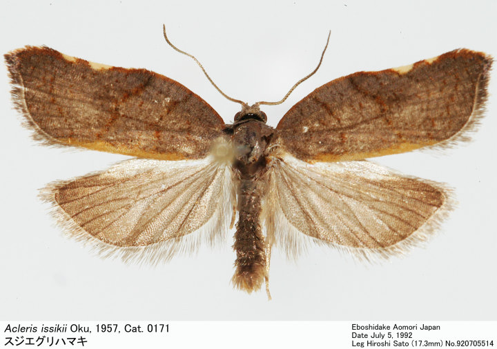 Acleris_issikii_920705514.jpg